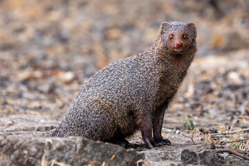 The ruddy mongoose (Urva smithii)
