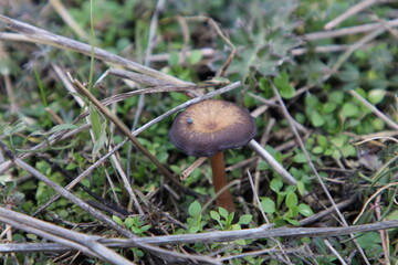 A small brown frog on grass