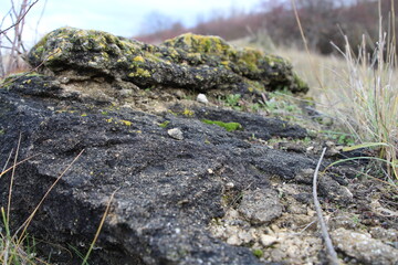 A mossy rock with a small yellow flower growing out of it
