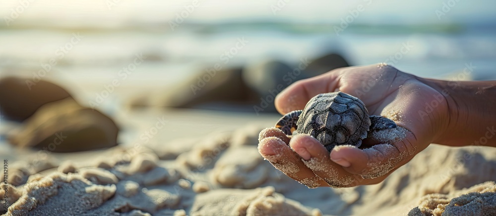 Poster Hand holds up a baby sea turtle egg in Sri Lanka. with copy space image. Place for adding text or design