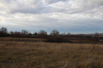 A field with trees and grass