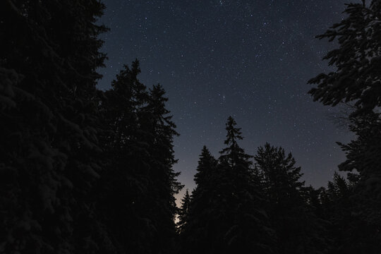 Night scene of Estonian nature, silhouette of winter trees against the background of the starry sky in desu. © Dmitri