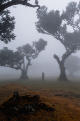 Obraz premium Foggy Trees madeira