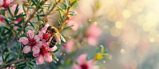 Foto op Canvas Manuka Flower with bee collecting nectar to produce medicinal Manuka Honey. with copy space image. Place for adding text or design © vxnaghiyev