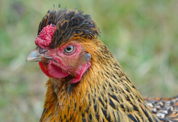 A closeup headshot of a Wyandotte chicken.
