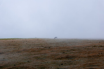 Cow on foggy meadow