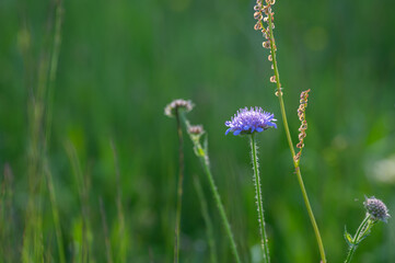 Flowers on a green meadow