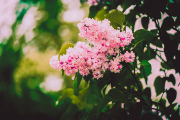 The blooming of beautiful pink lilac flowers on the branches of a bush with green leaves on a spring day. The arrival of spring, showcasing the delicate vibrant blossoms.
