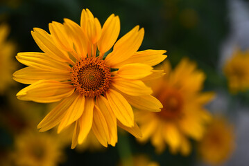 The Asteraceae family. Large yellow flowers. Sunflower.
