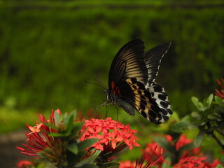wild butterfly in sri lanka © Egoitzainhoa