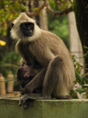 wild monkeys in sri lanka