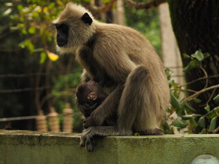 wild monkeys in sri lanka