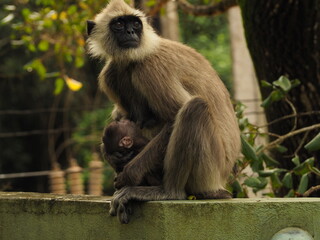 wild monkeys in sri lanka