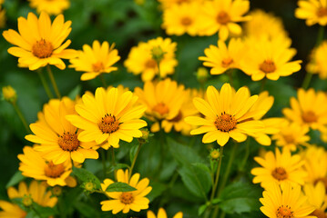 The Asteraceae family. Large yellow flowers. Sunflower.