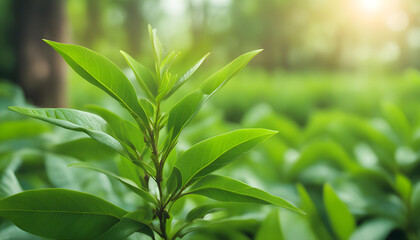 Fototapeta na wymiar Banner Green tea tree leaves fields
