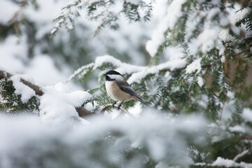Black capped chickadee isolated on a snowy hemlock branch in this winter wonderland bird scene