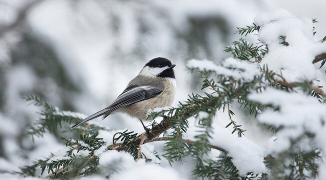 Black capped chickadee isolated on a snowy hemlock branch in this winter wonderland bird scene