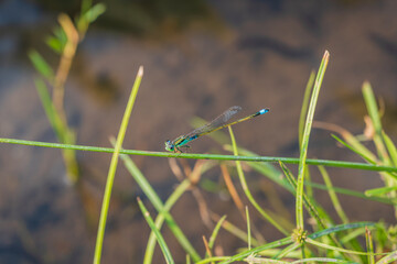Close up of a green needle dragonfly (Ischnura senegalensis) perched on a grass in the meadow near the pond