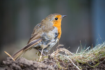 A European robin on an earth mound in Hertfordshire