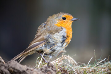 A European robin on the ground in Hertfordshire, England