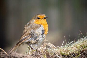 A European robin standing on an earth mound in Hertfordshire garden