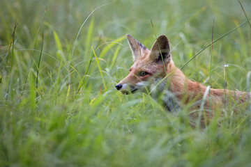 Red fox in the grass in the wild