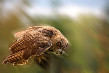 Eagle owl in flight
