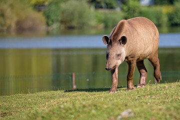 Tapir in a clearing near the river