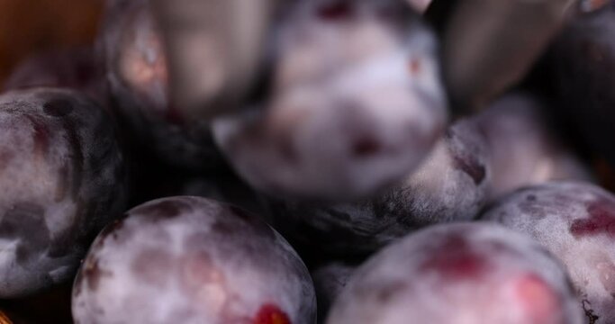 Wet purple plum on the table, delicious fresh harvest of oval-shaped and purple-colored plums in drops of water
