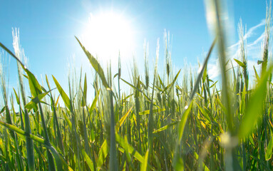 Barley grass and blue sky