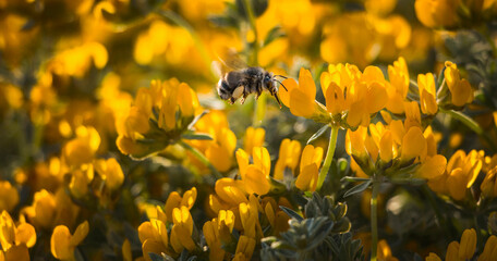 Bumblebee on yellow flower harvesting polen - obrazy, fototapety, plakaty