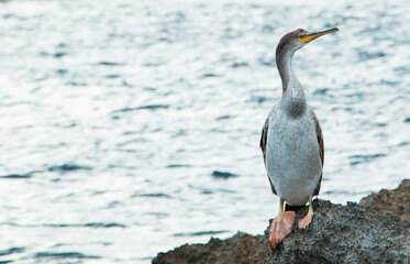 Cormorant resting on a rock by the sea looking at the camera