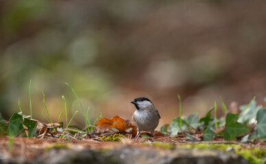 Marsh Tit, Poecile montanus, single bird on ground,