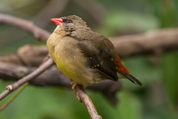 The red avadavat (Amandava amandava), red munia or strawberry finch, is a sparrow-sized bird of the family Estrildidae