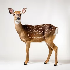 Fototapeten roe deer isolated on white background © tl6781