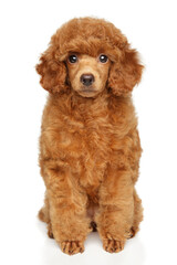 Toy Poodle puppy sits on a white background