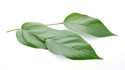 Green leaf isolated in white background