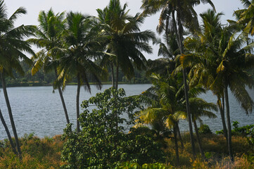 Landscape with coconut trees and Lake from Kerala 