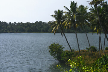 Landscape with coconut trees and Lake from Kerala 
