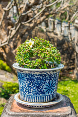 Close up of Carmona retusa plant in a blue and white ceramic flowerpot. It is flowering plant and also known as Fukien tea tree or Philippine tea tree.