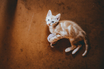 Portrait d'un mignon petit bébé chaton tigré roux à la maison	