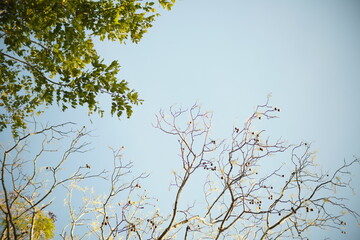 branches of a tree against the sky