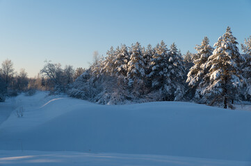 Winter forest illuminated by the low cold sun
