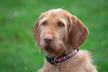 portrait of a wire haired vizsla dog