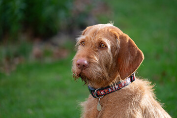 portrait of a wire haired Vizsla dog