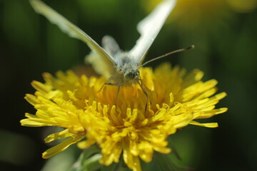 butterfly on flower