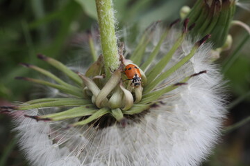 ladybug on a leaf