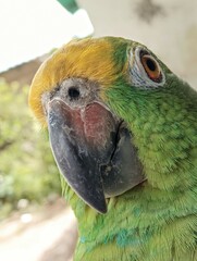 blue and yellow macaw