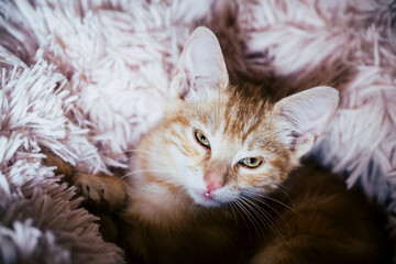 Portrait d'un mignon petit bébé chaton tigré roux à la maison	 - 702845340