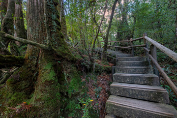 Obraz premium Shiratani Unsuikyo Ravine Trail, Yakushima, Japan
